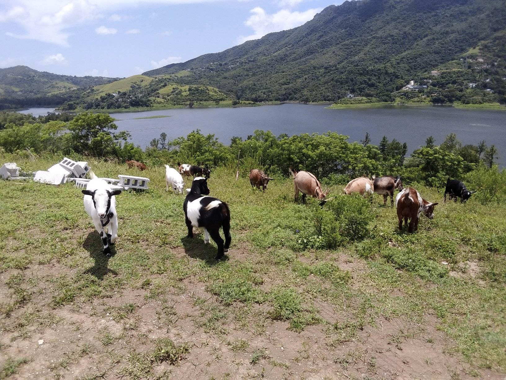DFC Ranch - Paz & Bien Santa Alegría | Educación y Servicio